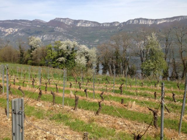 Rangs de vignes et montagnes de Savoie