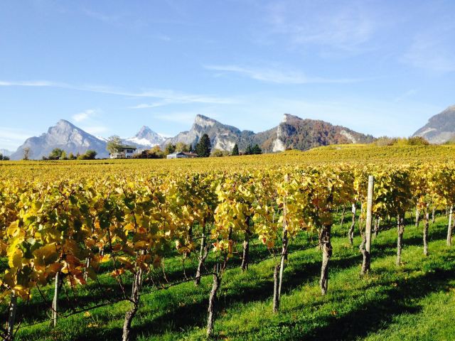 Vignoble des Grisons devant les montagnes