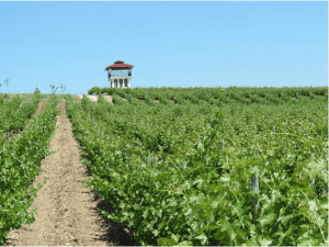 Tour de guet au milieu des vignes de Villa Yustina