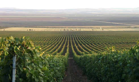 Rangs de vignes du domaine Minkov Brothers